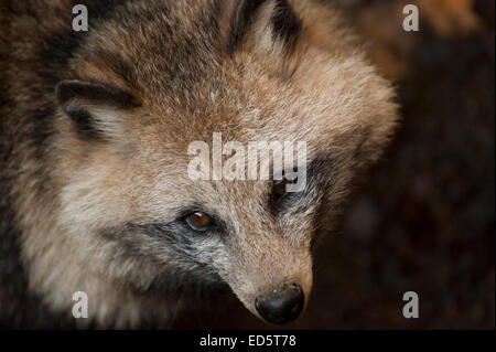 Nahaufnahme des Gesichts eines Tanuki oder japanischer Marderhund (Nyctereutes Procyonoides Viverrinus), Stockfoto