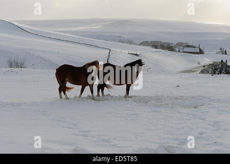 Ein echter Winter Szene im oberen Teesdale mit einigen Pferden die Sub Zero Temperaturen trotzen, gesehen bei Langdon Brücke in County Du Stockfoto