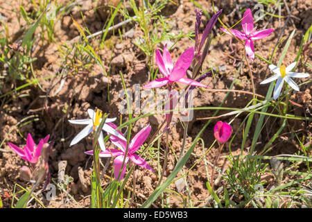 Wildflowers, Papkuilsfontein, Nieuwoudtville, Nordkap, Südafrika Stockfoto