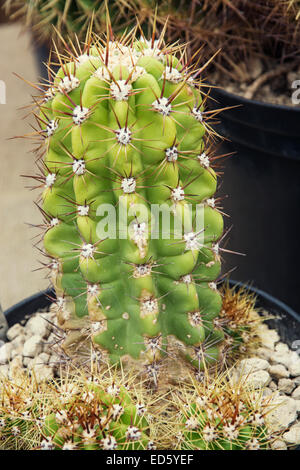 San Pedro Kaktus (Echinopsis Pachanoi) in einem Blumentopf. Stockfoto