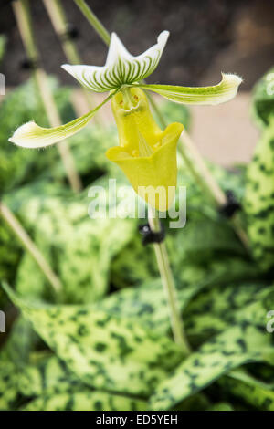 Paphiopedilum, oft als die Venus Pantoffel ist eine Gattung der Lady Slipper Orchidee Unterfamilie Cypripedioideae der Blüte Stockfoto