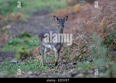 Weibliche Damwild im Wintermantel Stockfoto