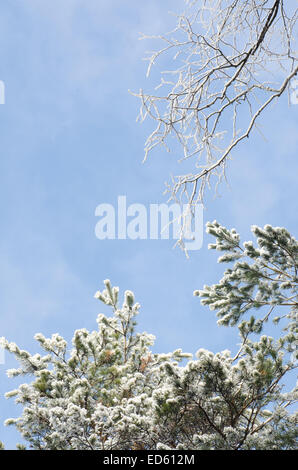 Ästen bedeckt mit Schnee gegen blauen Himmel an sonnigen Tag Stockfoto