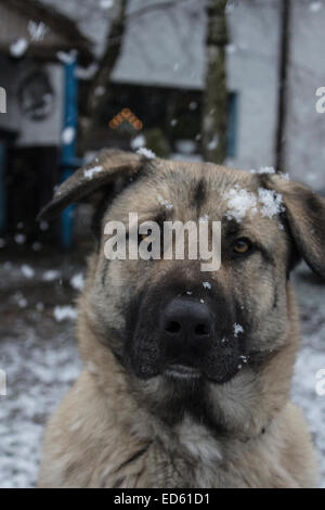 Mix-Rasse Hund schaut in die Kamera Stockfoto