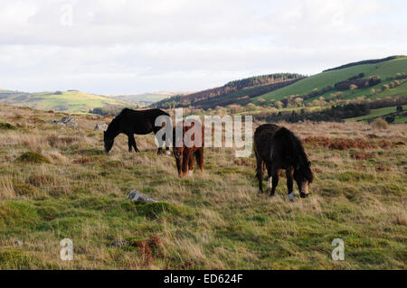 Wilde Ponys Weiden auf Garn Goch Eisenzeit Fort im Winter Bethlehem Llandeilo Wales Stockfoto
