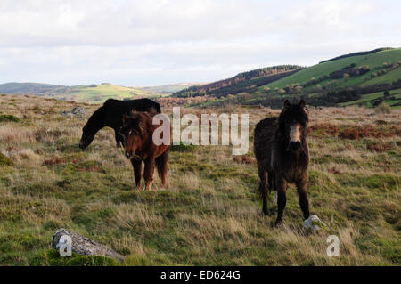 Wilden Ponys weiden auf Garn Goch im Winter Bethlehem Brecon Beacons National Park Wales Stockfoto