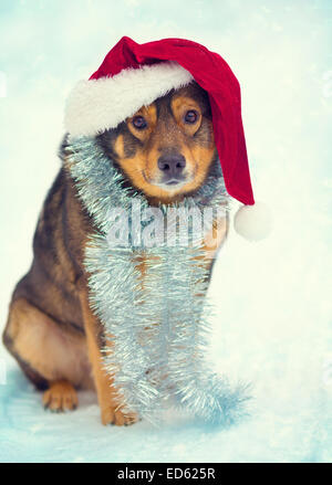 Hund trägt Weihnachtsmütze im freien Stockfoto