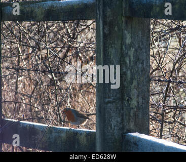 Ticehurst, East Sussex, Großbritannien. Dezember 2014. Wetter in Großbritannien. Robin auf frostigen Zaun Stockfoto