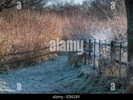 Ticehurst, East Sussex, Großbritannien. Dezember 2014. Wetter in Großbritannien. Sonnenaufgang wirft Zaun Schatten auf Hedgerow auf dem Landweg Stockfoto