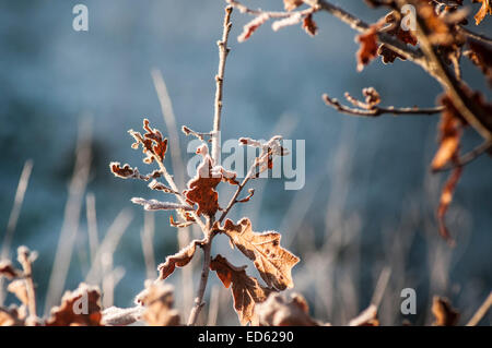 Ticehurst, East Sussex, Großbritannien. Dezember 2014. Wetter in Großbritannien. Frost auf Oak Leaves Stockfoto