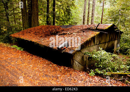 Verlassenen Hütte im Wald bei Leggett Highway 1 in Kalifornien Stockfoto