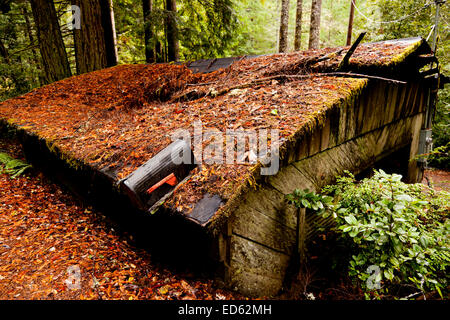 Verlassenen Hütte im Wald in der Nähe von Leggett am Highway 1 California Stockfoto