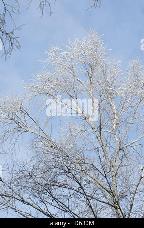 Ästen bedeckt mit Schnee gegen blauen Himmel an sonnigen Tag Stockfoto