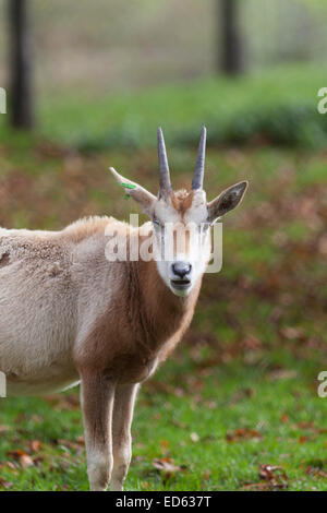 Tierwelt, Scimitar-horned Oryx (Oryx Dammah), auch bekannt als die Sahara Oryx. Stockfoto