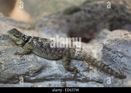 Whipsnade Zoo: desert spiny Lizard (Sceloporus Magister). Stockfoto