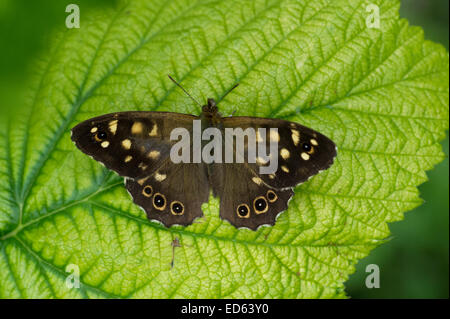 Eine gesprenkelte Holz Schmetterling (Pararge Aegeria) auf einem Blatt Bramble in East Yorkshire, England Stockfoto