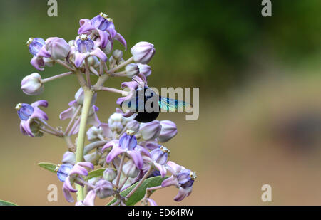 Zimmermannsbiene (Xylocopa-Art) bestäubt blassviolette Blüten in natürlichem Lebensraum, Indien. Makroaufnahme des Bestäuberinsektensammelnektars in Nahaufnahme. Stockfoto
