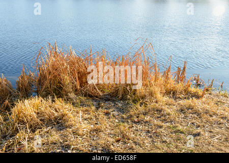 Trockenen Rohrkolben auf dem vereisten See in einem schönen sonnigen Wintertag Stockfoto