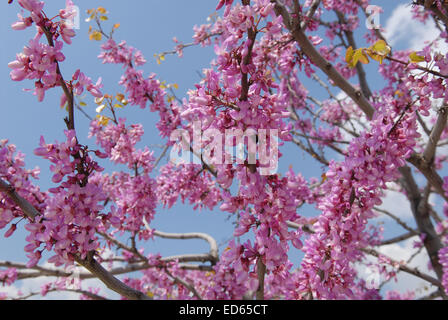 Frühling-Geschichte - Baum in voller Blüte. Stockfoto