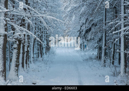 Karlsruhe, Deutschland. 28. Dezember 2014. Schneefall Post bringt Weihnachten Skifahrer, Rodler und ihre Haustiere. Karlsruhe, Deutschland. Bildnachweis: Guy Bell/Alamy Live-Nachrichten Stockfoto