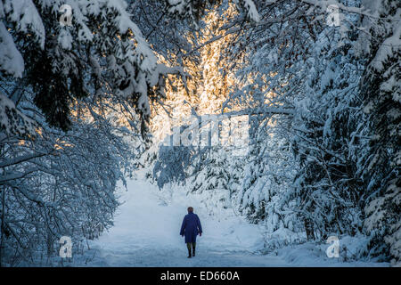 Karlsruhe, Deutschland. 28. Dezember 2014. Schneefall Post bringt Weihnachten Skifahrer, Rodler und ihre Haustiere. Dobel, Schwarzwald, Deutschland. Bildnachweis: Guy Bell/Alamy Live-Nachrichten Stockfoto