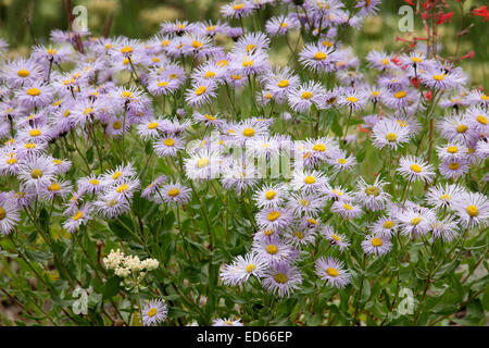 Westlichen Astern wachsen in den Westen der USA Stockfoto