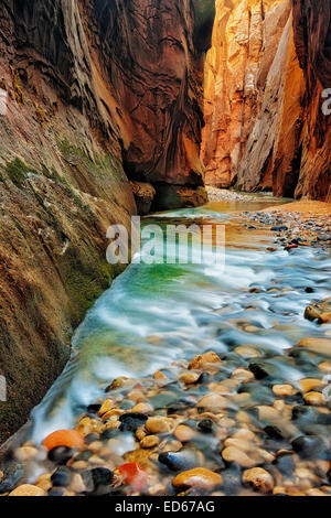 Reflektierende Licht erhellt die Sandsteinwände der The Narrows, wie dem Virgin River durch Zion National Park in Utah stürzt. Stockfoto