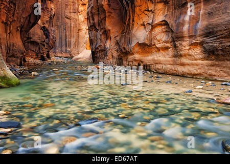 Reflektierende Licht erhellt die Sandsteinwände der The Narrows, wie dem Virgin River durch Zion National Park in Utah stürzt. Stockfoto