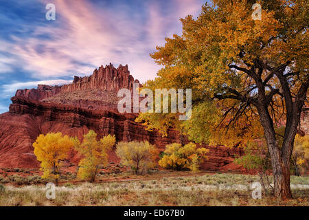 Sonnenuntergang über das Schloß und Herbst ändern Pappeln im Capitol Reef National Park in Utah. Stockfoto