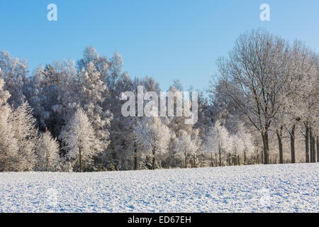 Winterlandschaft mit gefrorenen Bäumen Stockfoto