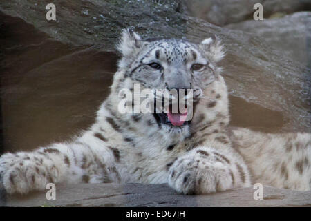 Snow Leopard Cub-On Mai 2014 begrüßte der Bronx Zoo New York zwei wunderbare und seltene Schneeleoparden Jungen in Gefangenschaft; Hier ist die Stockfoto