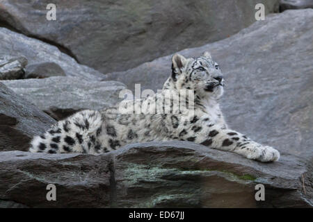 Am Mai 2014 begrüßte der Bronx Zoo New York zwei wunderbare und seltene Schneeleoparden Jungen in Gefangenschaft; Hier ist der andere ein 7-Monate Stockfoto