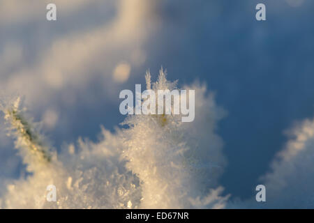 Nahaufnahme von Roggen Sprossen unter dem ersten Schnee Stockfoto