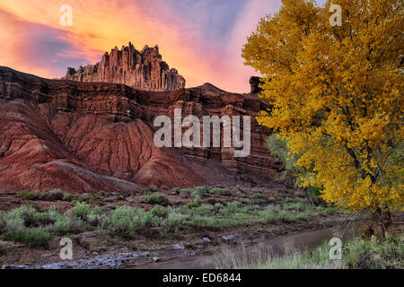 Sonnenuntergang über das Schloß und Herbst ändern Pappel Baum im Capitol Reef National Park in Utah. Stockfoto