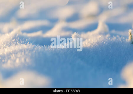 Nahaufnahme von Roggen Sprossen unter dem ersten Schnee Stockfoto
