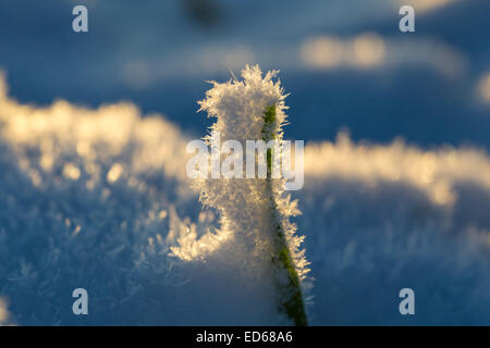Nahaufnahme von Roggen Sprossen unter dem ersten Schnee Stockfoto