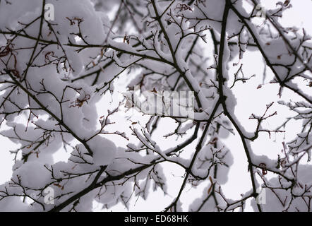 Zürich, Schweiz. 29. Dezember 2014. Schneebedeckten Baum nach einem Schneefall in Zürich Credit: Erik Tham/Alamy Live News Stockfoto