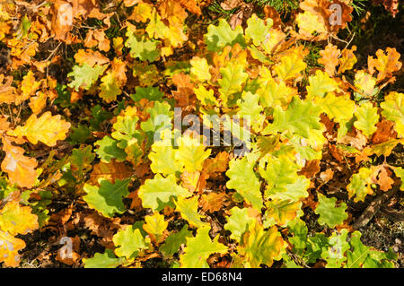 Gelbe Eichenlaub im herbstlichen Wald Stockfoto