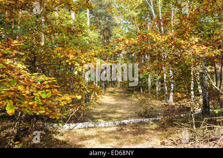 beautiful colours of leaves in autumn forest Stockfoto