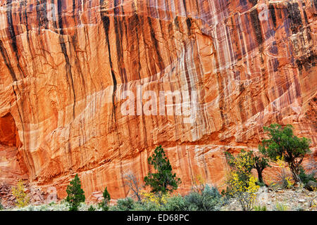 Streifen von Wüstenlack an den Wänden des Capitol Gorge im Capitol Reef National Park in Utah. Stockfoto