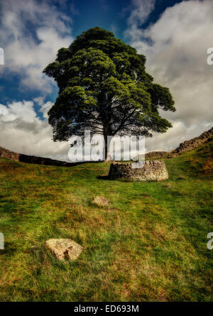 Die Szene von Sycamore Gap auf Hadrian Wall eine Meile von einst in der Northumberland Nationalpark gebraut. Hadrian Wand Canva Stockfoto