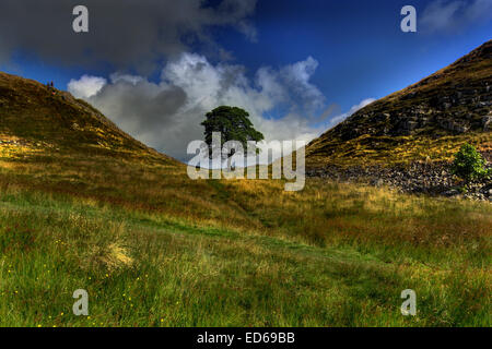 Die Szene von Sycamore Gap auf Hadrian Wall eine Meile von einst in der Northumberland Nationalpark gebraut. Hadrian Wand Canva Stockfoto