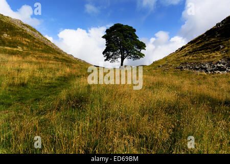 Die Szene von Sycamore Gap auf Hadrian Wall eine Meile von einst in der Northumberland Nationalpark gebraut. Hadrian Wand Canva Stockfoto