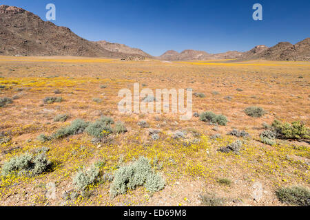 Frühling Wildblumen, Geogap Nature Reserve, Springbok, Namaqualand, Northern Cape, Südafrika Stockfoto