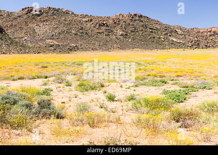 Frühling Wildblumen, Geogap Nature Reserve, Springbok, Namaqualand, Northern Cape, Südafrika Stockfoto