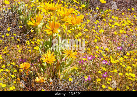 Frühling Wildblumen, Geogap Nature Reserve, Springbok, Namaqualand, Northern Cape, Südafrika Stockfoto