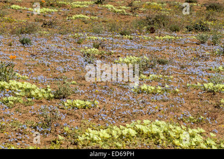 Frühling Wildblumen, Geogap Nature Reserve, Springbok, Namaqualand, Northern Cape, Südafrika Stockfoto