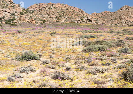 Frühling Wildblumen, Geogap Nature Reserve, Springbok, Namaqualand, Northern Cape, Südafrika Stockfoto