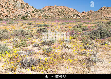 Frühling Wildblumen, Geogap Nature Reserve, Springbok, Namaqualand, Northern Cape, Südafrika Stockfoto