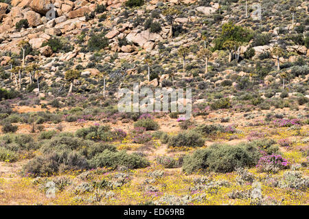 Köcherbaum, Aloidendron dichotomum Aloe Dichotoma, aka kokerboom & Springtime Wildflowers, Geogap Nature Reserve, Springbok, Namaqualand, Northern Cape Stockfoto